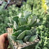 Crinkle Leaf Plant ‘Adromischus cristatus’