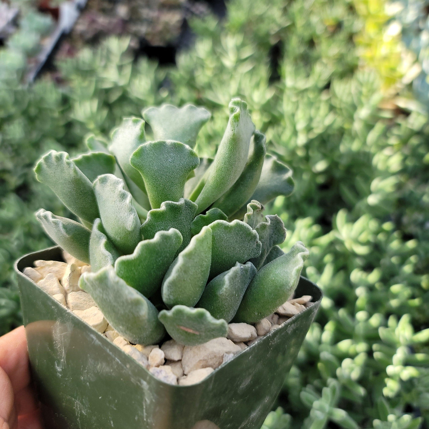 key lime pie plant succulent Shop 'Adromischus cristatus – Crinkle Leaf Plant' Care and Info