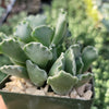 Crinkle Leaf Plant ‘Adromischus cristatus’