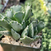 Crinkle Leaf Plant ‘Adromischus cristatus’