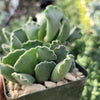 Crinkle Leaf Plant ‘Adromischus cristatus’