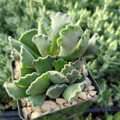 Crinkle Leaf Plant ‘Adromischus cristatus’
