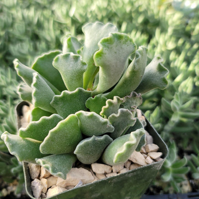 white cotton on succulents Crinkle Leaf Plant ‘Adromischus cristatus’ 2" Pot