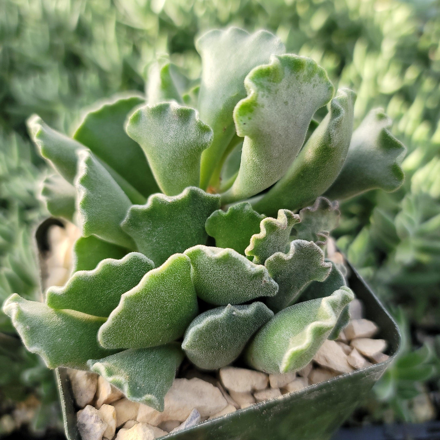 crinkle leaf succulent flower Crinkle Leaf Plant ‘Adromischus cristatus’