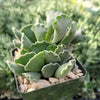 Crinkle Leaf Plant ‘Adromischus cristatus’