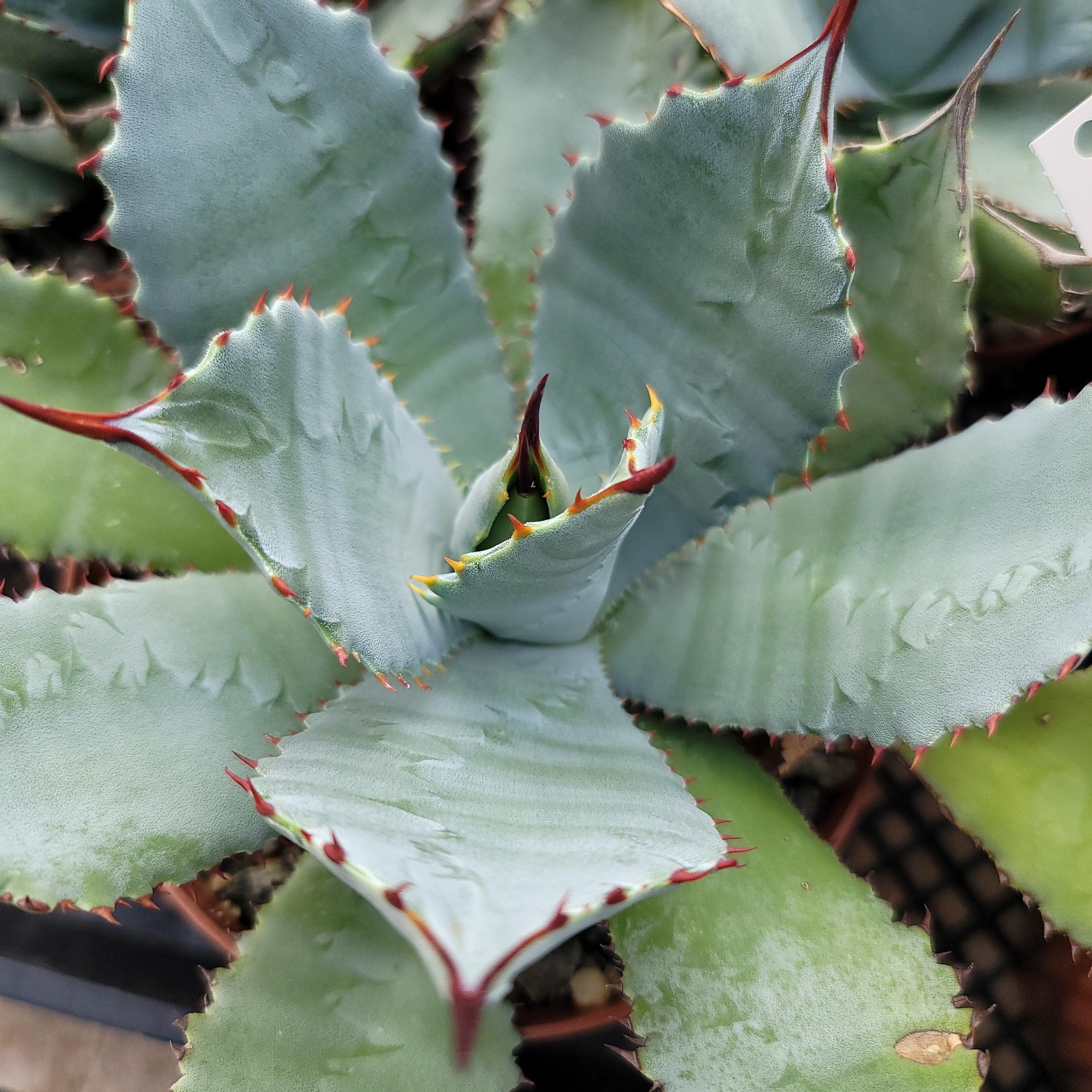 Agave guadalajarana