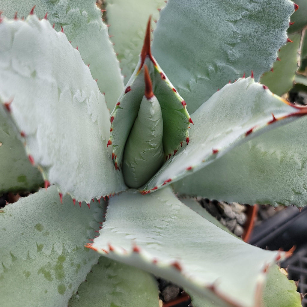 Agave guadalajarana