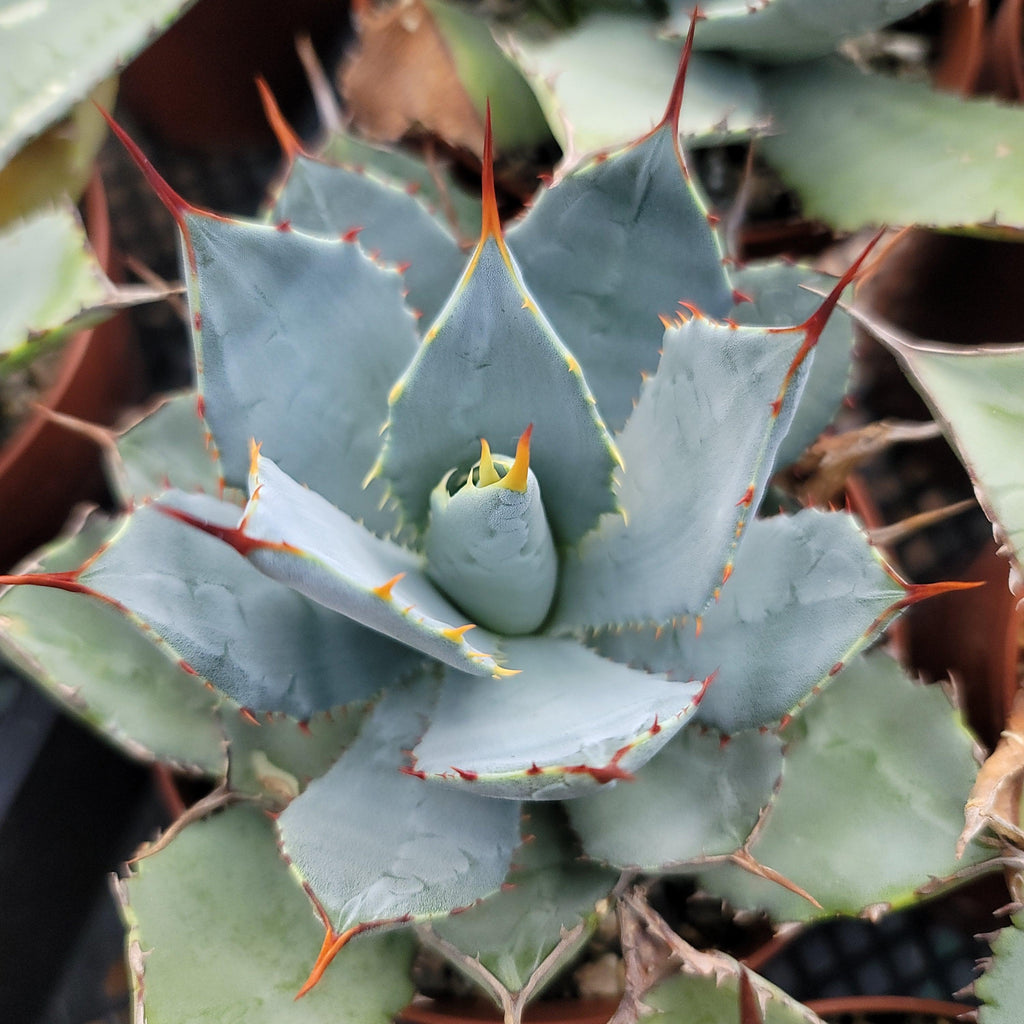 Agave guadalajarana