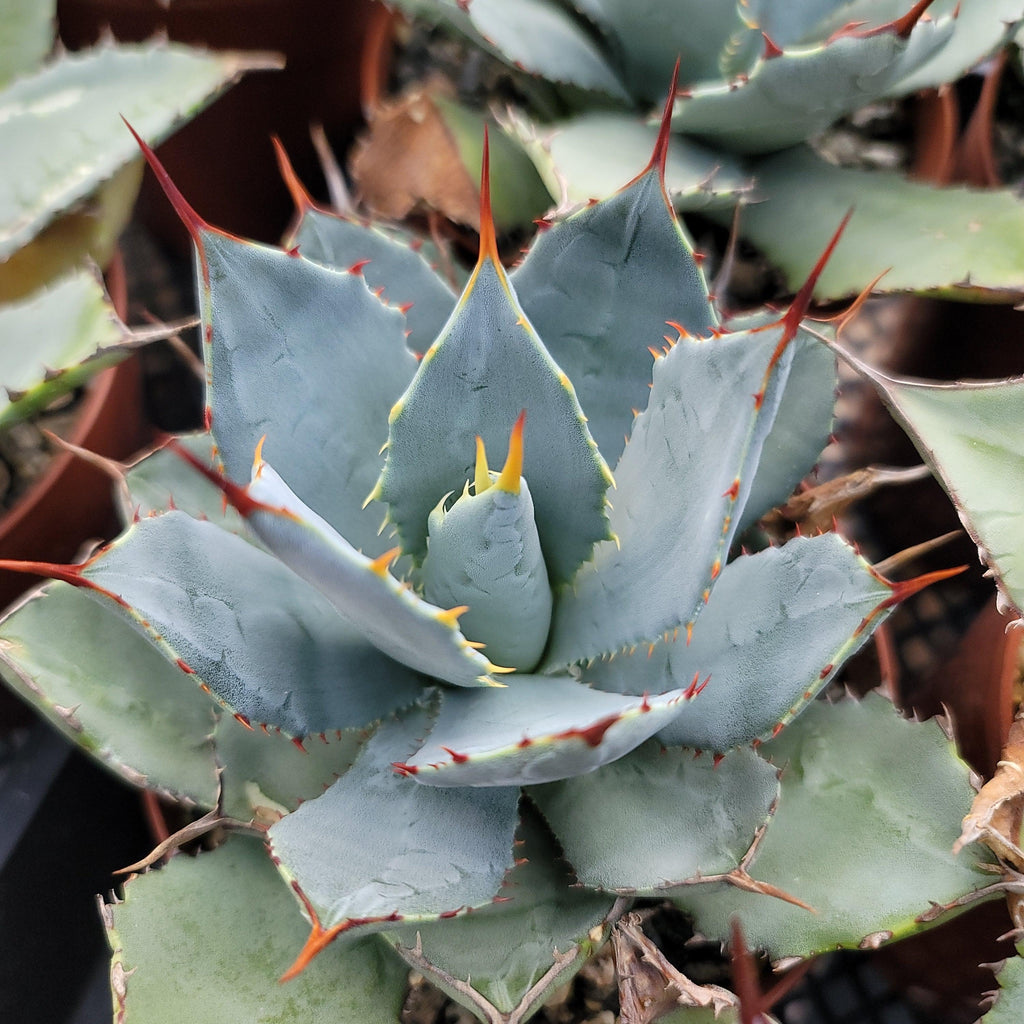 Agave guadalajarana