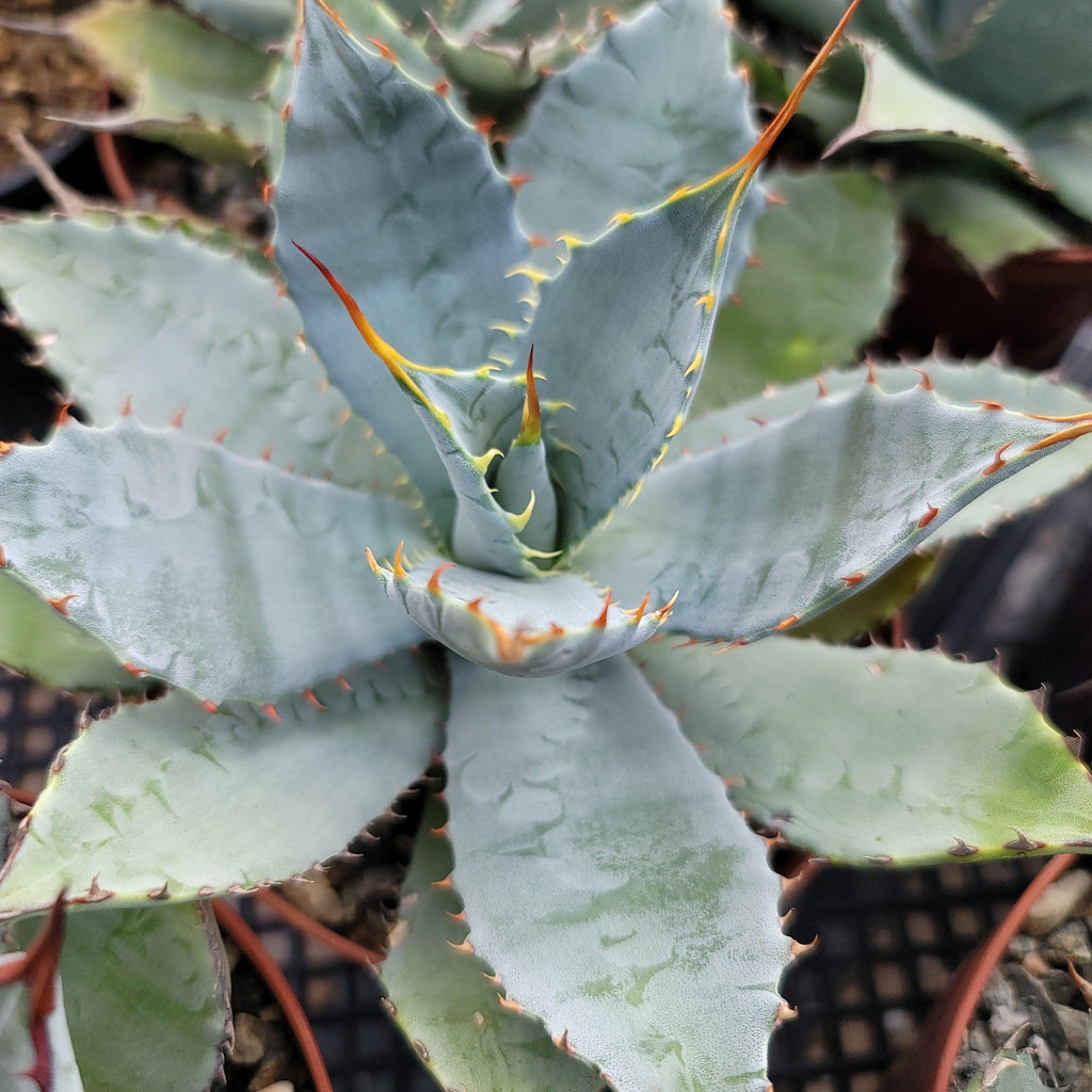 Agave guadalajarana