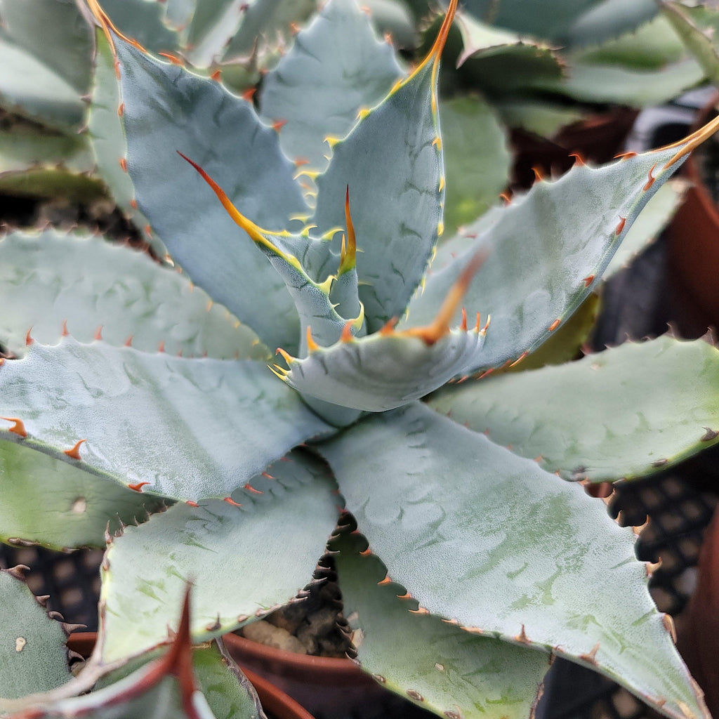Agave guadalajarana