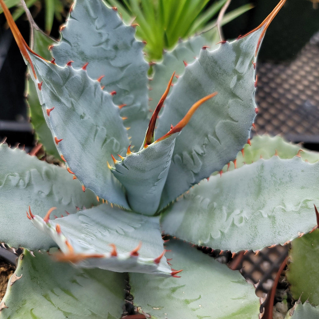 Agave guadalajarana