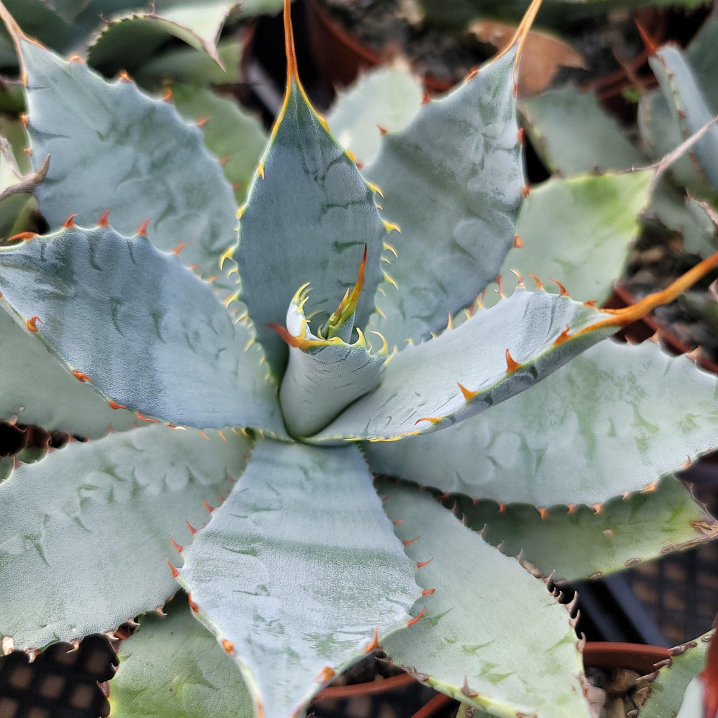 Agave guadalajarana