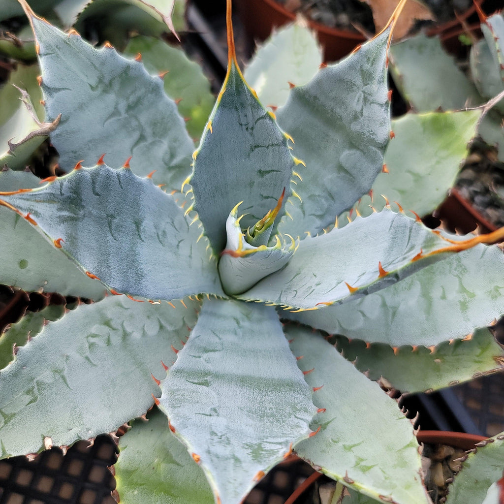 Agave guadalajarana