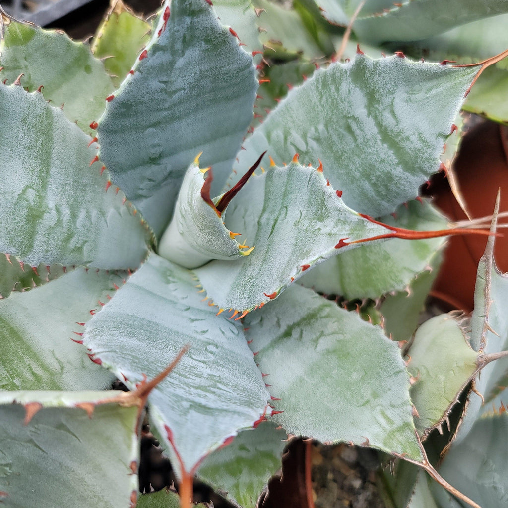 Agave guadalajarana
