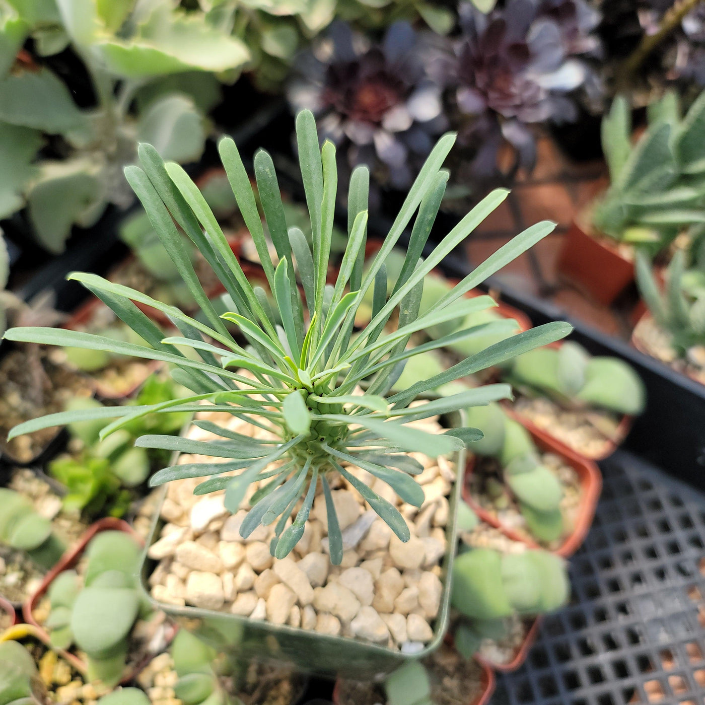 Euphorbia spinescens multifolia
