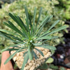 Euphorbia spinescens multifolia