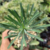 Euphorbia spinescens multifolia