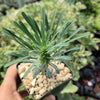 Euphorbia spinescens multifolia