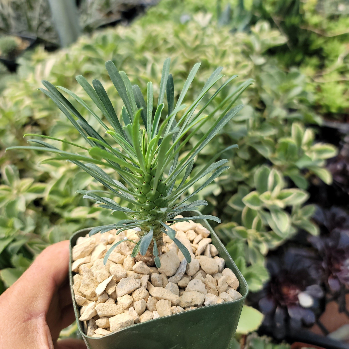Euphorbia spinescens multifolia