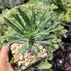 Euphorbia spinescens multifolia