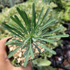 Euphorbia spinescens multifolia