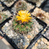 Parodia herteri