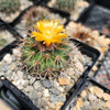 Parodia herteri