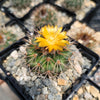 Parodia herteri