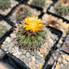 Parodia herteri