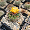 Parodia herteri