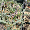 Silver Squill - Ledebouria Socialis &