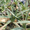 Silver Squill - Ledebouria Socialis &