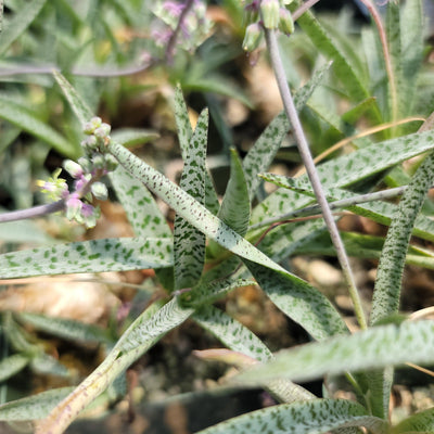 leopard succulent Silver Squill
