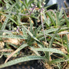 Silver Squill - Ledebouria Socialis &