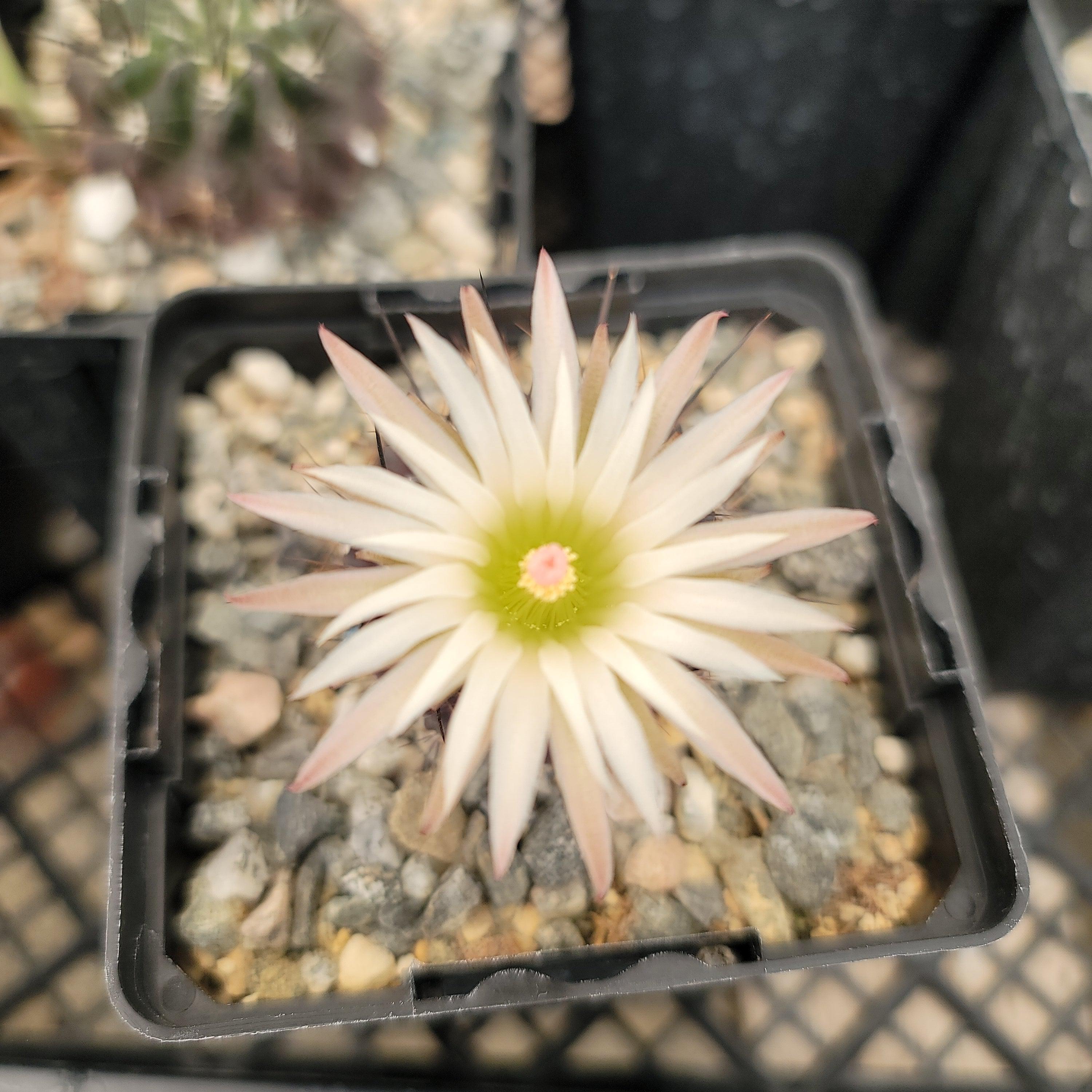 Neoporteria Violaciflora