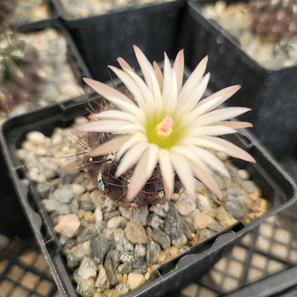 Neoporteria Violaciflora