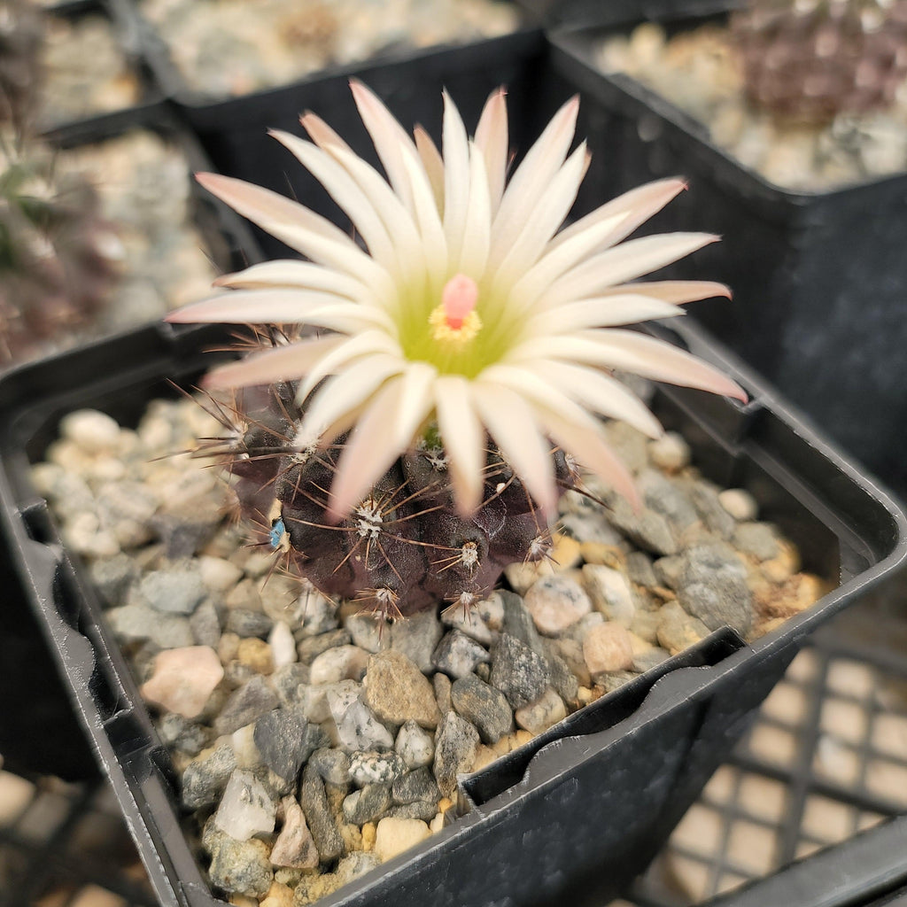 Neoporteria Violaciflora