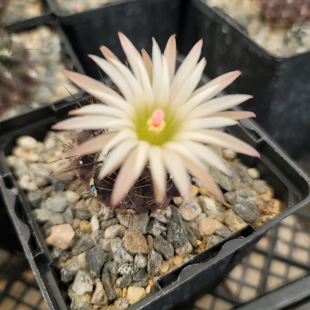 Neoporteria Violaciflora