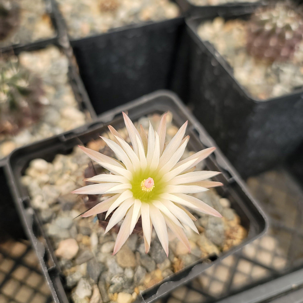 Neoporteria Violaciflora