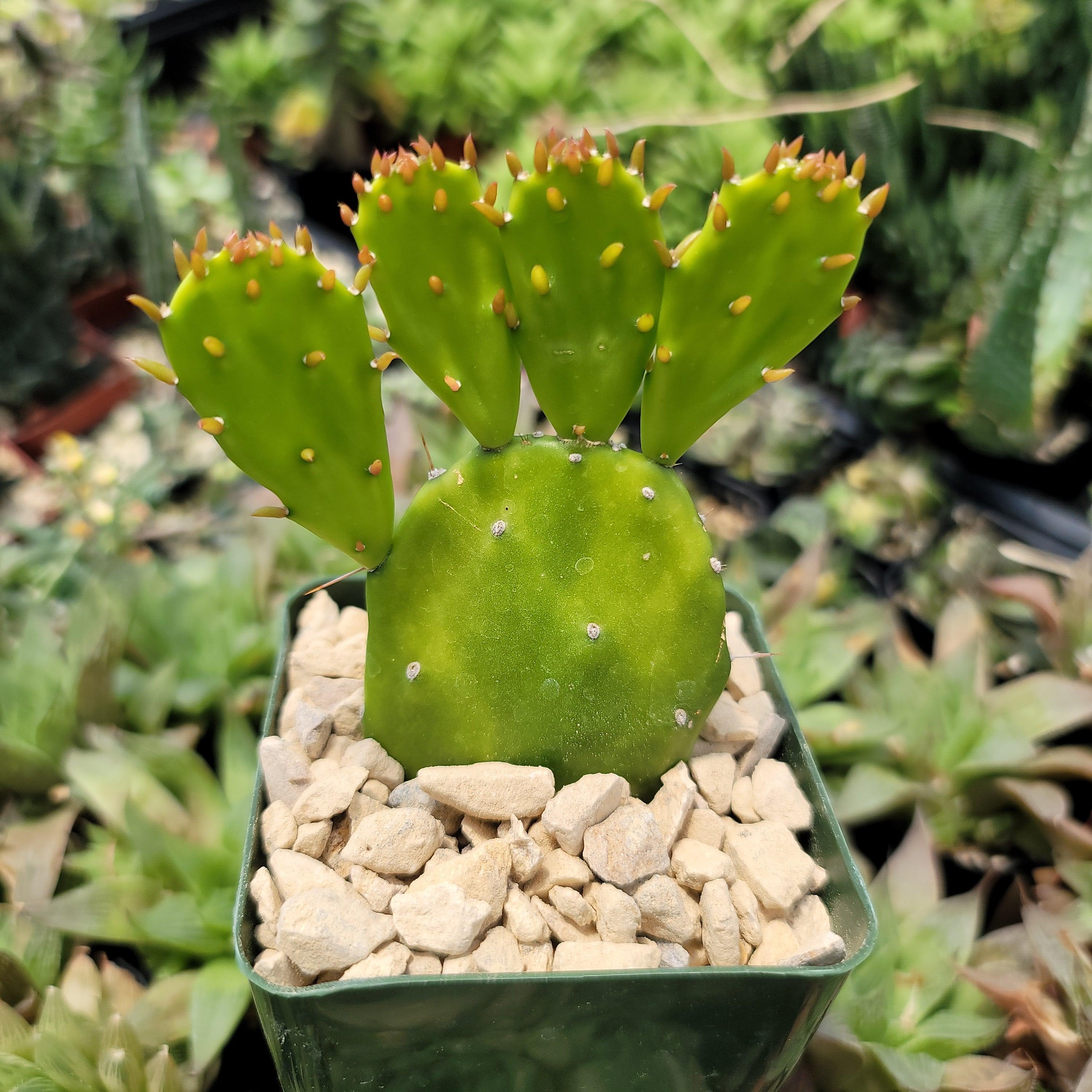 Opuntia Desert Ace