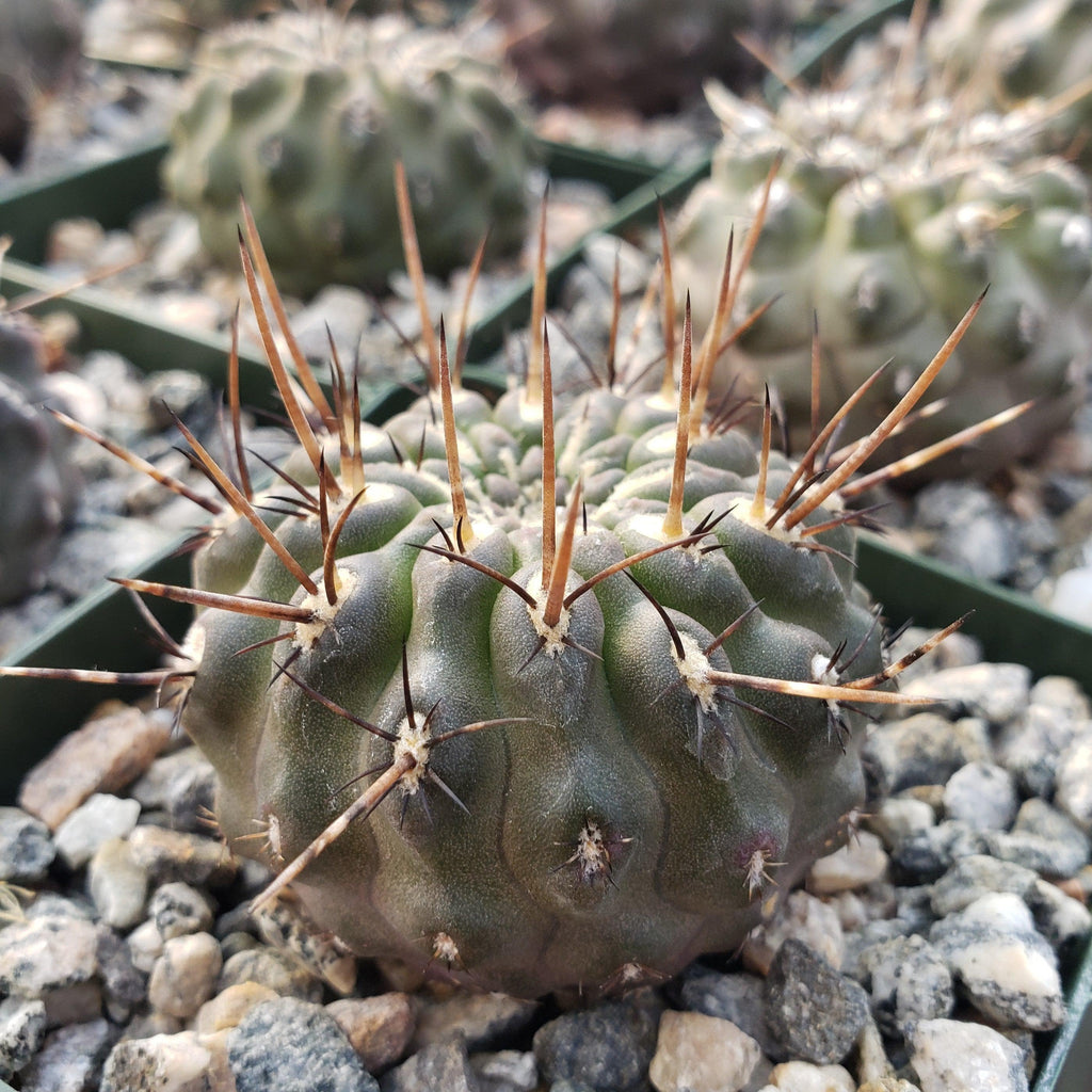 Neochilenia setosiflora