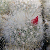 Mammillaria senilis