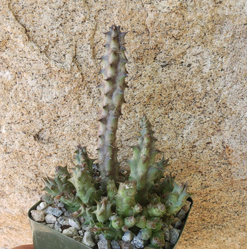 genus of succulents Angolluma SP