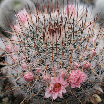 Mammillaria riteriana 4