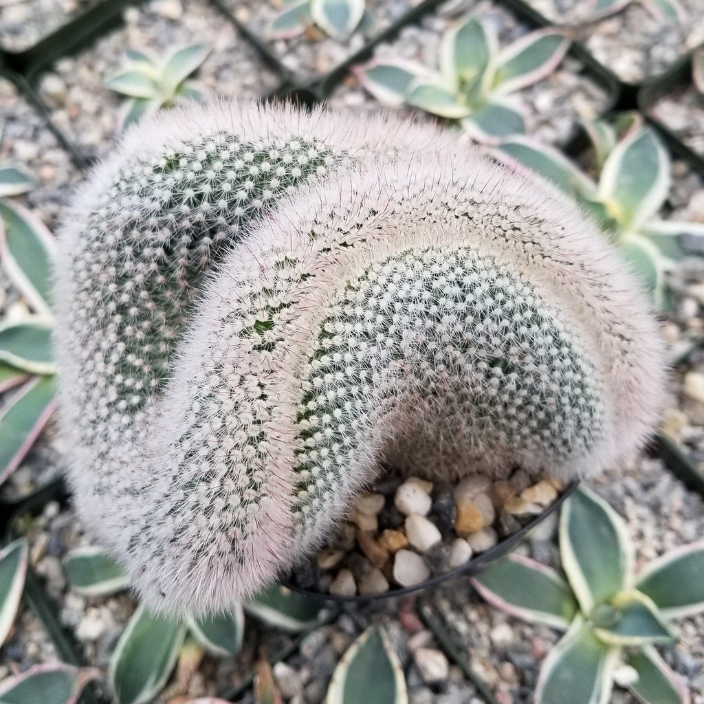 Mammillaria crest Red Cap
