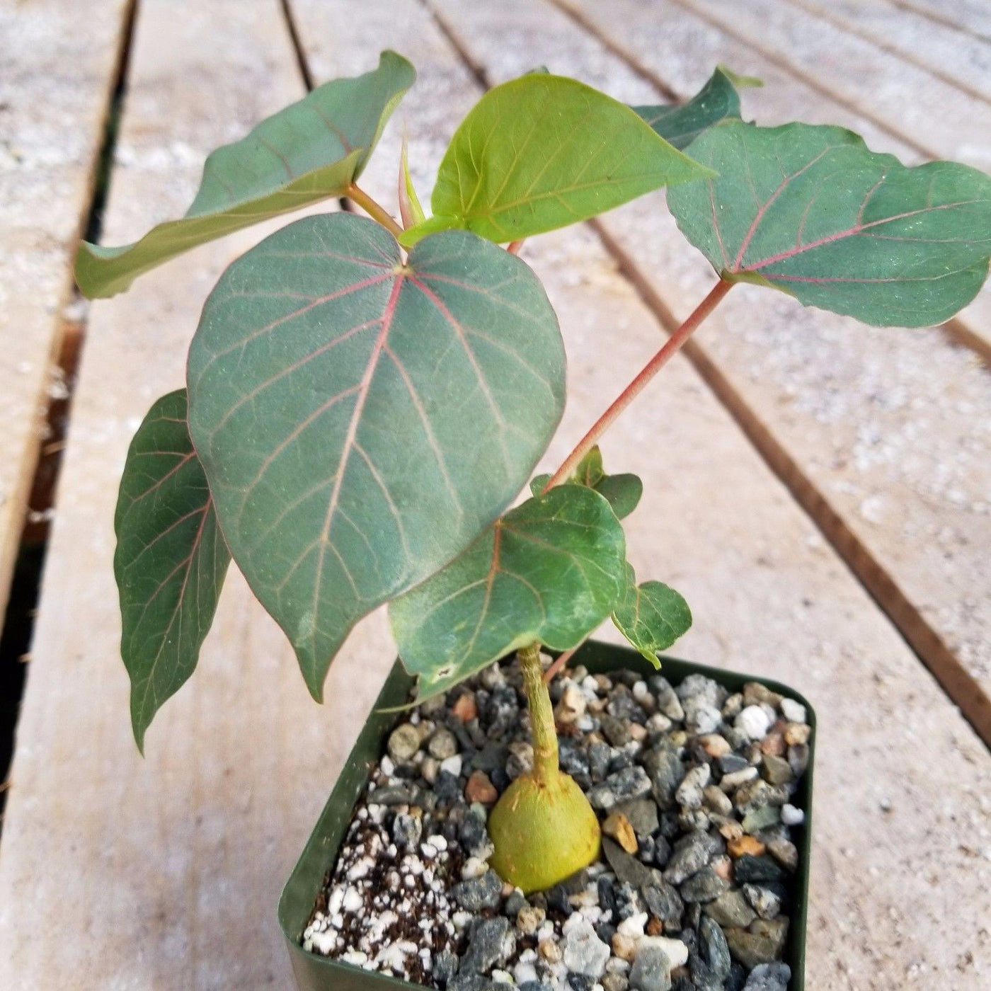 Ficus petiolaris fig rock