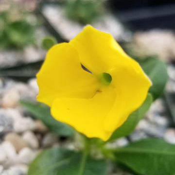 Pachypodium Brevicaule For Sale | Žemasis tukvis | Planet Desert