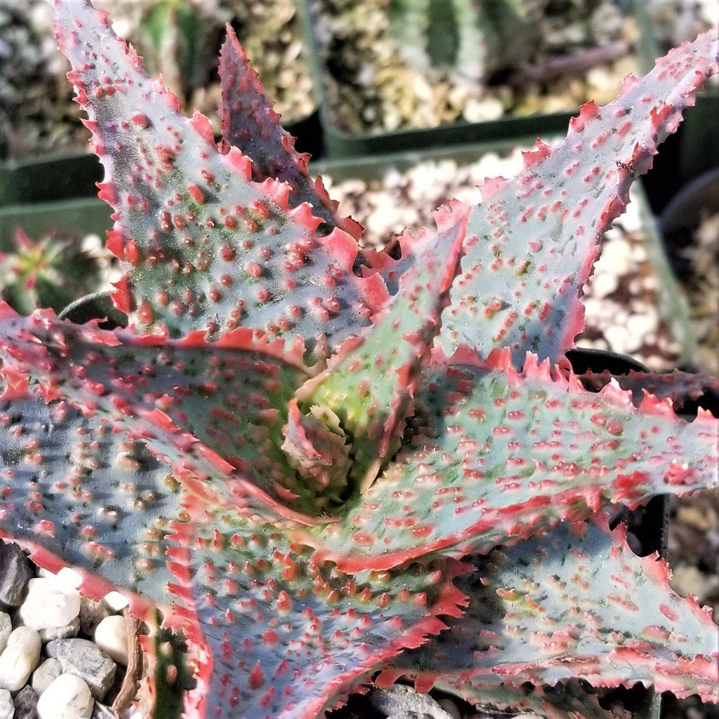 Aloe Oik