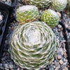 Cobweb Hens and Chicks - Sempervivum arachnoideum